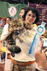 Победитель выставки - сибирский кот Figaro Onyx Gloria (Вл. Дудевская О. г.Киев, Royal Feline, ФСУ )